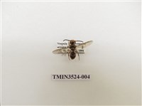 藏品(阿里山黃胡蜂)的圖片